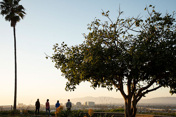 Four students standing beneath a large tree at the edge of the bluff overlooking all of Los Angeles at sunset